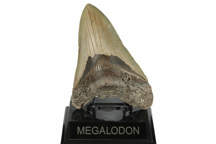 Huge, 5.72" Fossil Megalodon Tooth - North Carolina